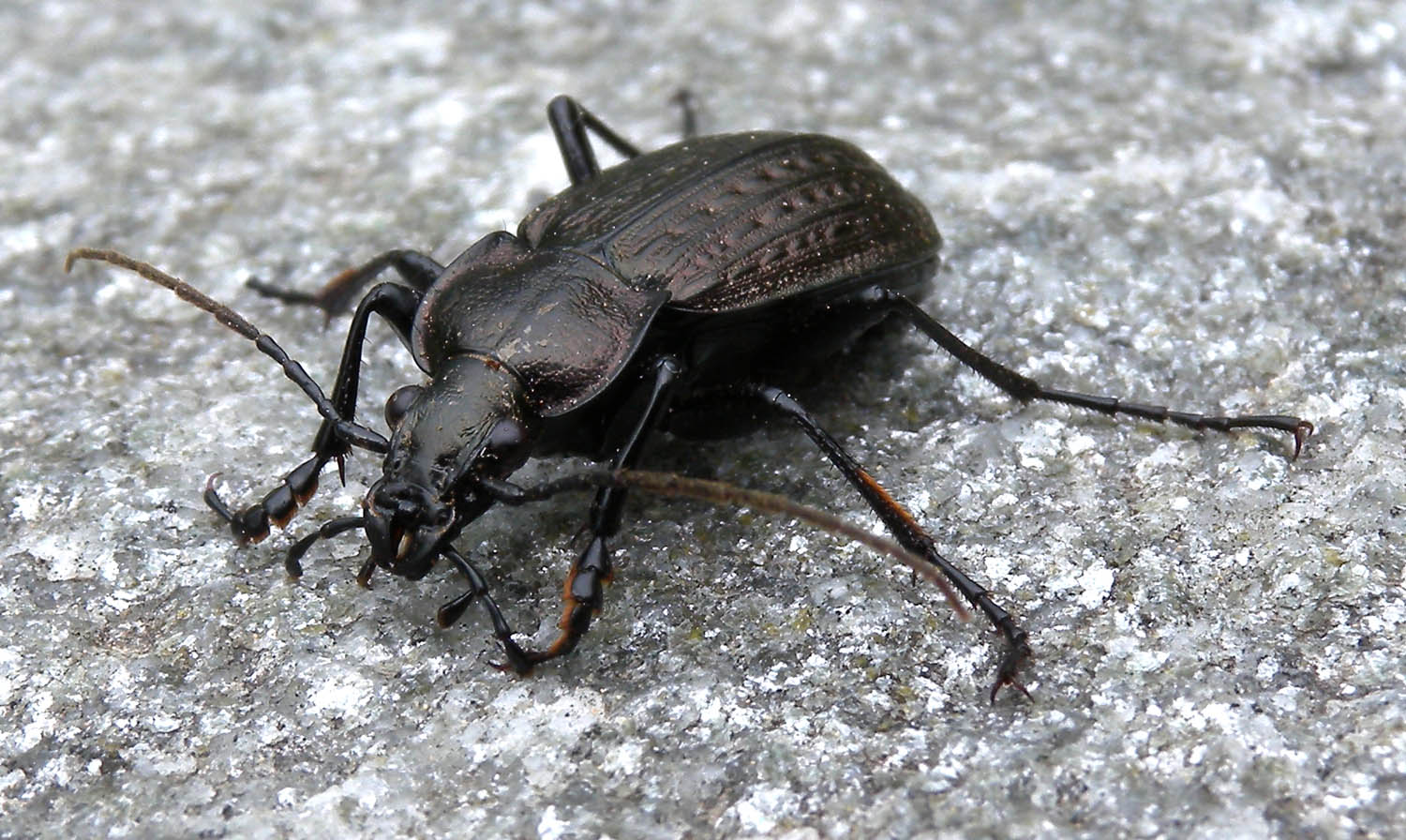 Carabus granulatus